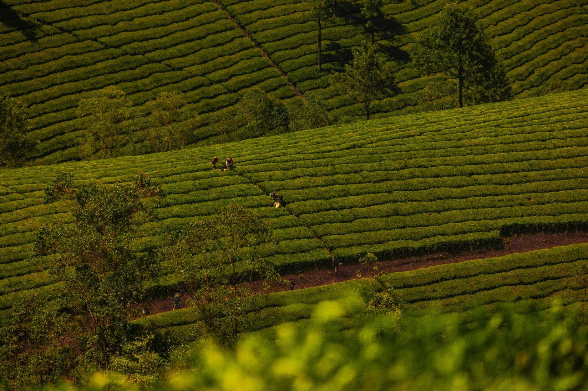 Cultivated fields in the turmeric country of southern India