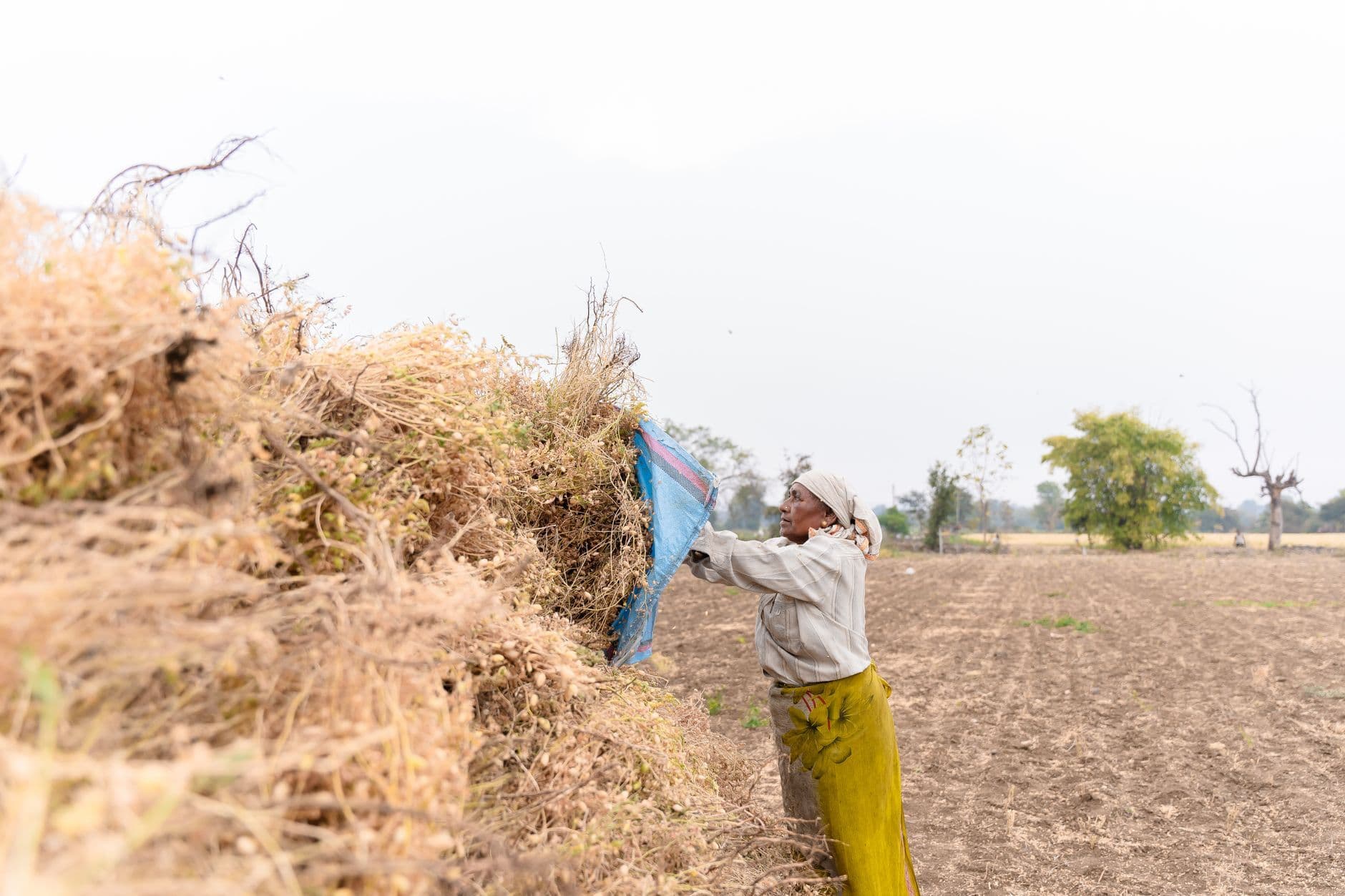 Dry farmland plains in central India