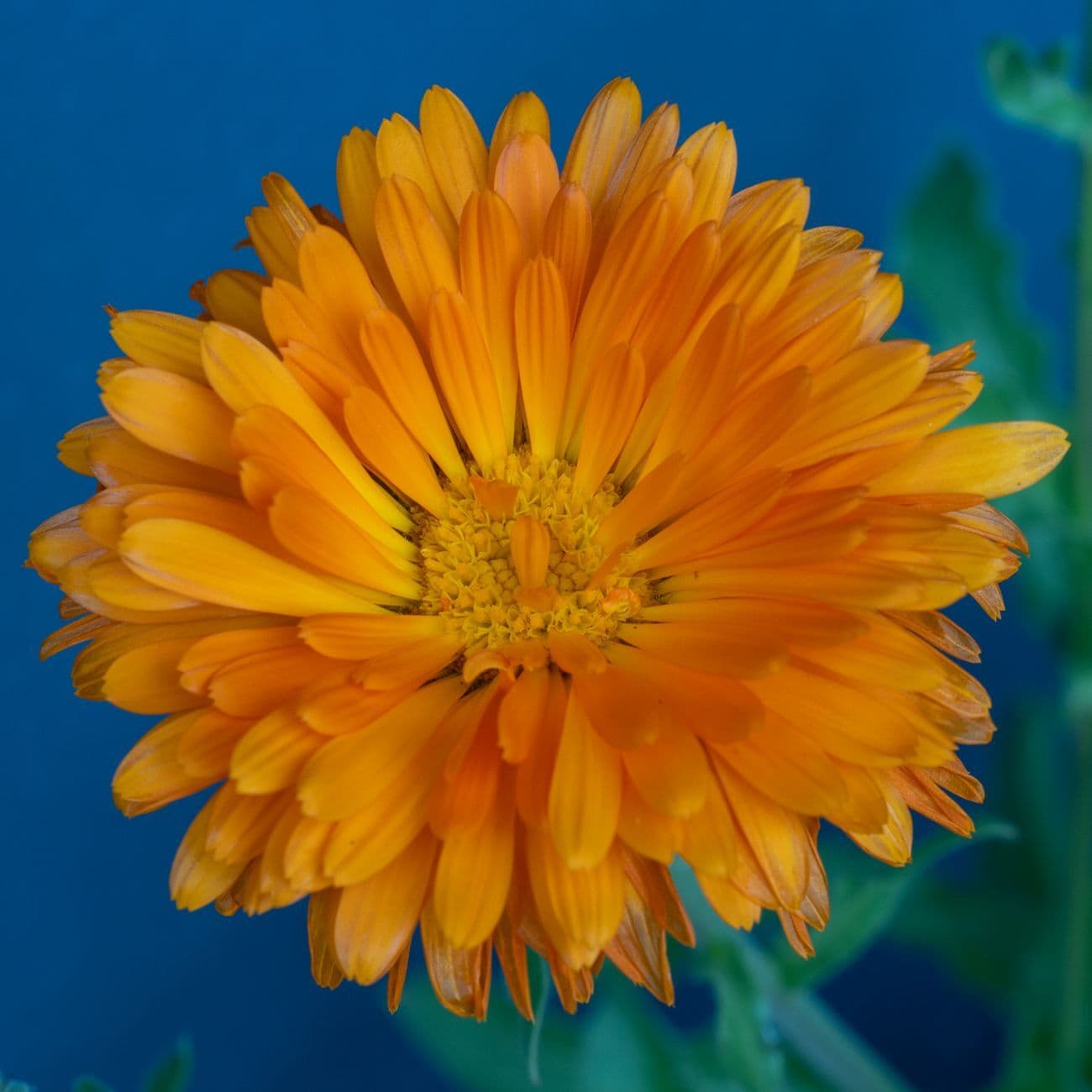 Clear Field: CalmVida focus & mental clarity
