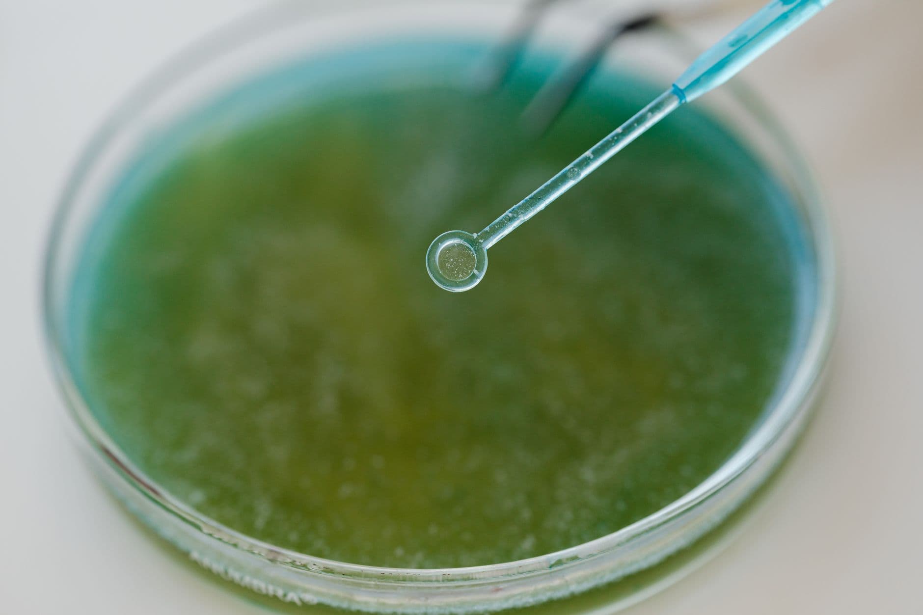 A pipette dispensing a sample in a laboratory